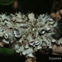 Heterodermia barbifera (Nyl.) Kr.P.Singh